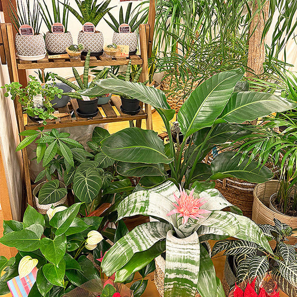 院内の植物