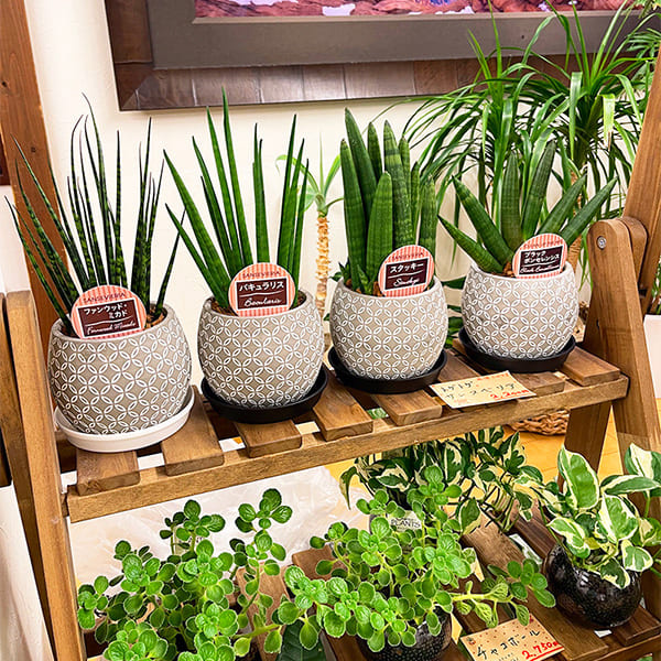 院内の植物
