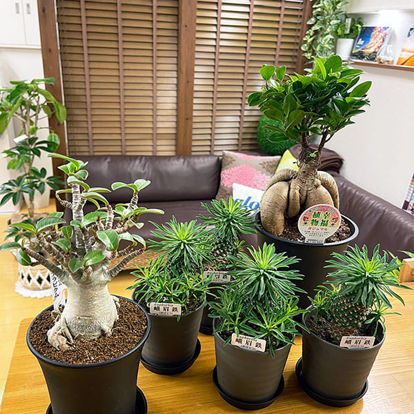 院内の植物