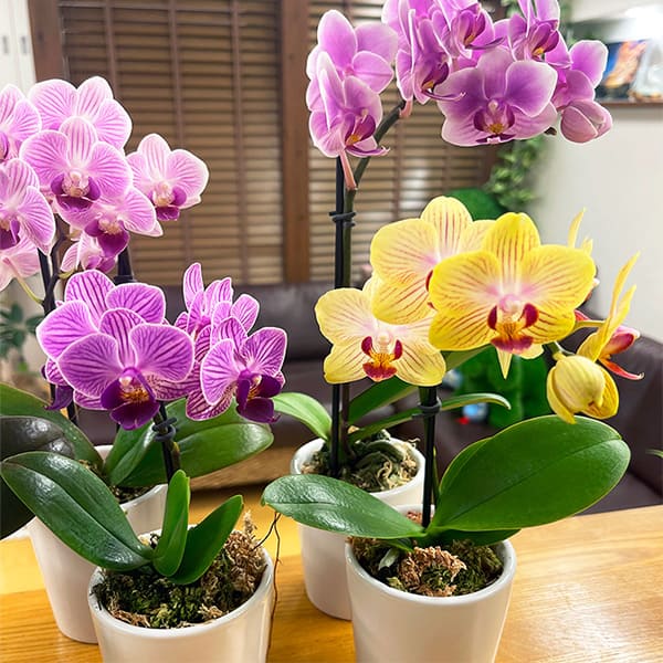 院内の植物