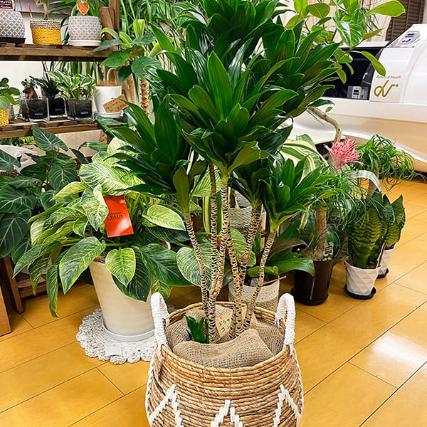 院内の植物