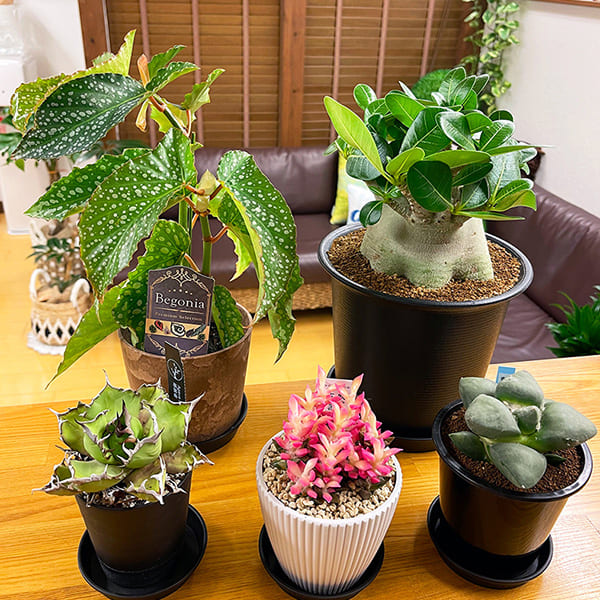 院内の植物