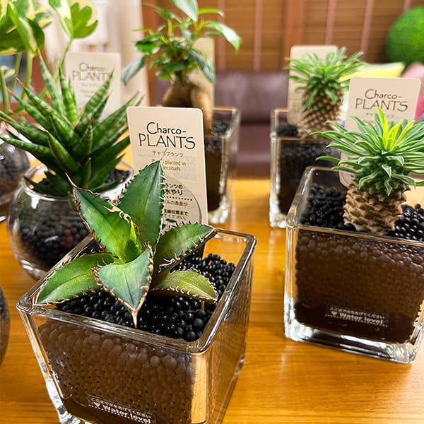 院内の植物