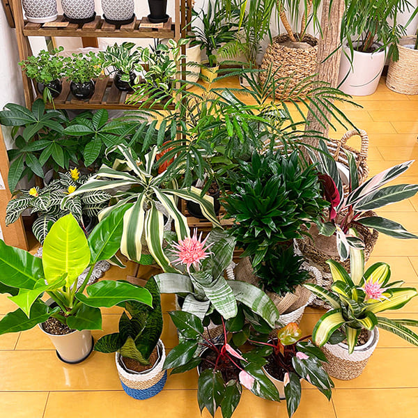 院内の植物
