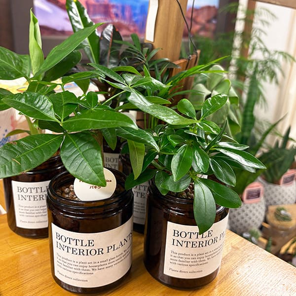 院内の植物