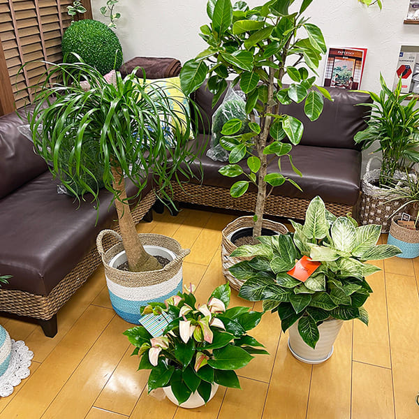 院内の植物