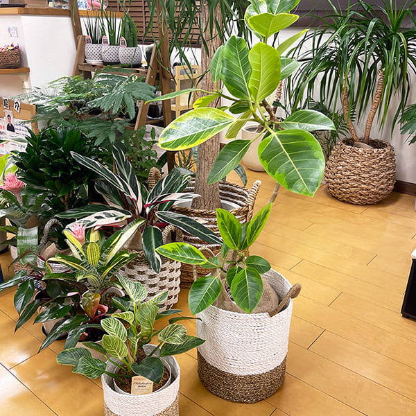 院内の植物