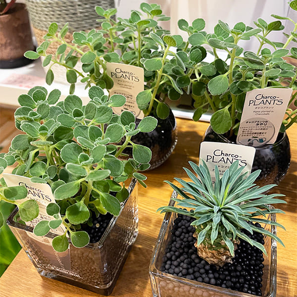 院内の植物