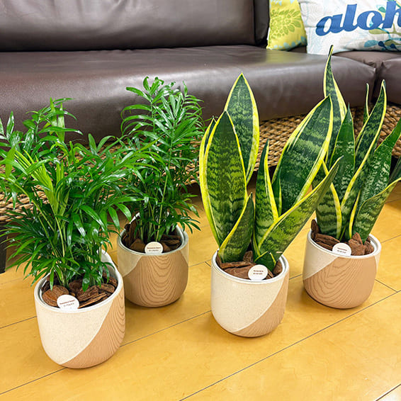 院内の植物