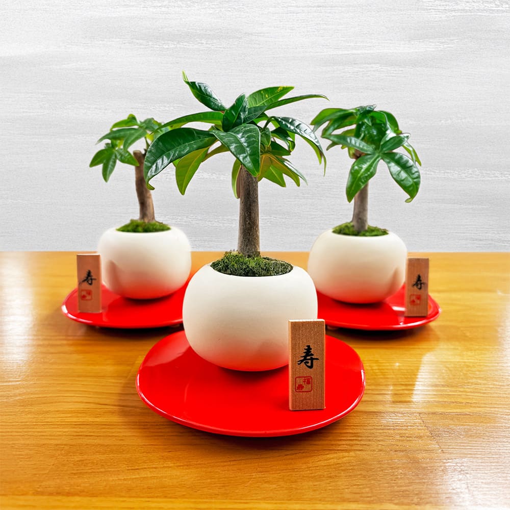 観葉植物