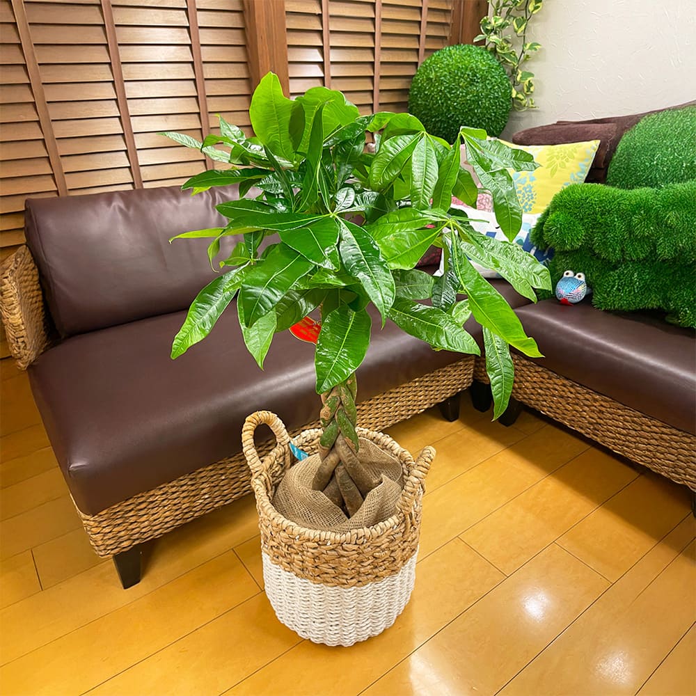 観葉植物
