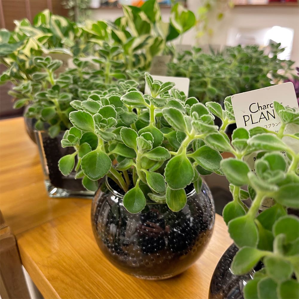 観葉植物