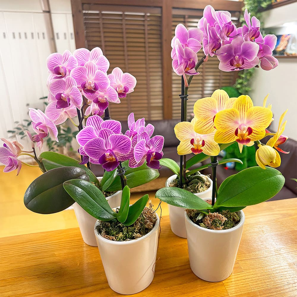 観葉植物
